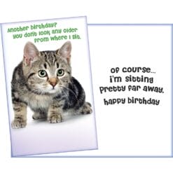 GC Another Birthday? (Grey Kitten)
