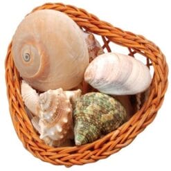 Shells In Heart Basket Astd