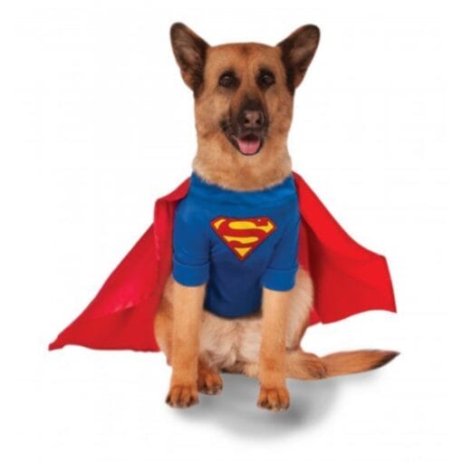 Big Dog Superman Costume