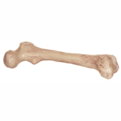 Skeleton Bone 9&Quot;