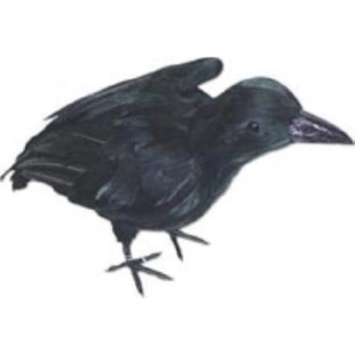 Crow Standing Wings Up W/Real Feathers 12&Quot;